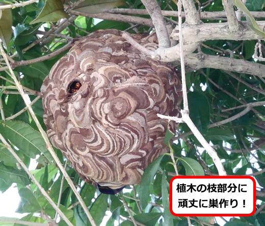 庭木スズメバチ巣