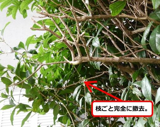 庭木蜂の巣撤去