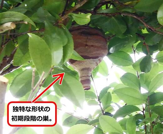庭木スズメバチ巣