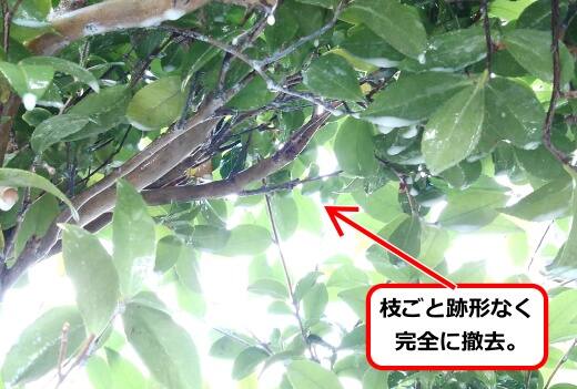 スズメバチ巣撤去