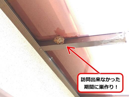 6月21日アシナガバチ