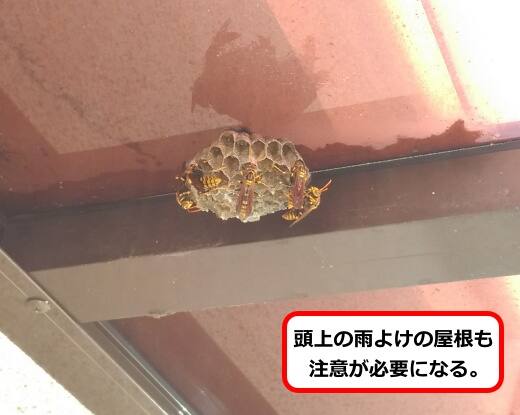 ベランダ屋根蜂の巣