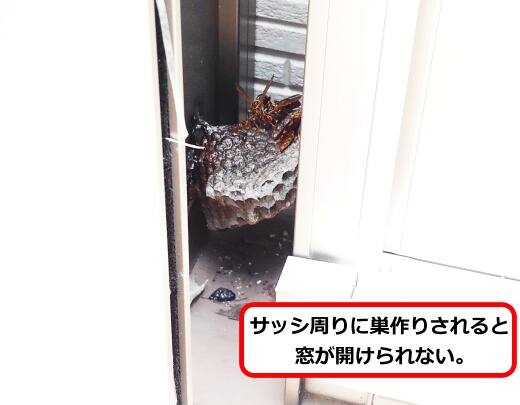 サッシ隙間蜂の巣