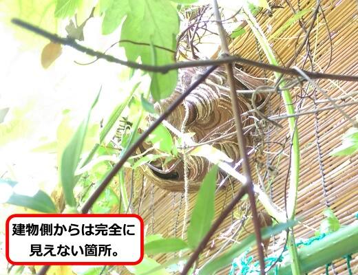 すだれスズメバチ巣