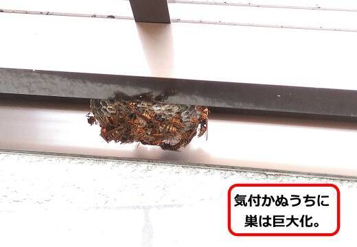 トタンアシナガバチ巣