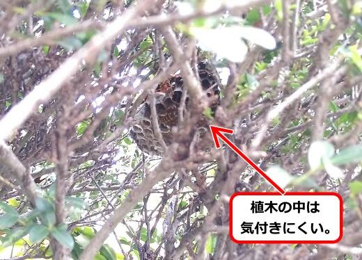 庭木内部蜂の巣