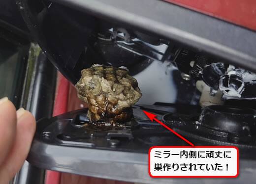 アシナガバチ巣サイドミラー
