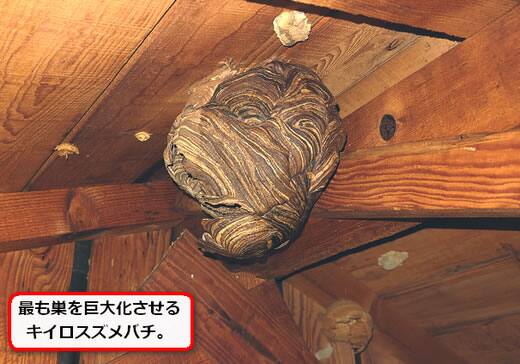 屋根裏キイロスズメバチ