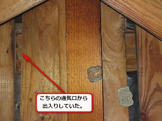 スズメバチ出入り通気口