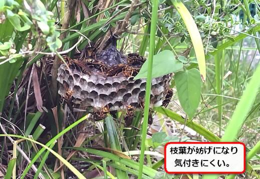 雑草アシナガバチ巣