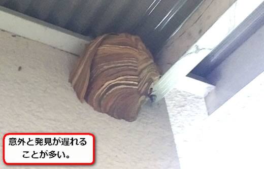 トタンスズメバチ巣