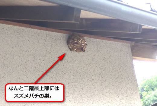 外壁蜂の巣