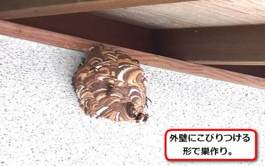 二階軒スズメバチ巣