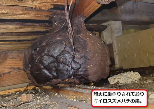 キイロスズメバチ巣屋根裏