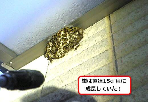 フタモンアシナガバチの巣駆除