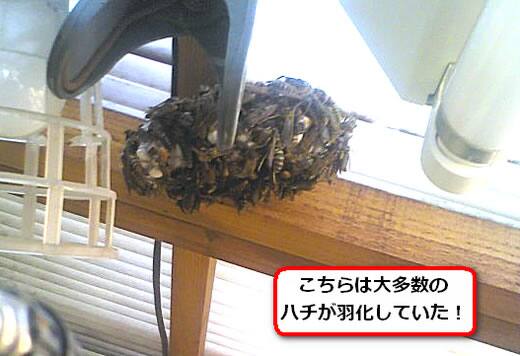 セグロアシナガバチの巣駆除