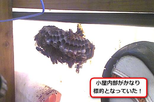 セグロアシナガバチの巣駆除