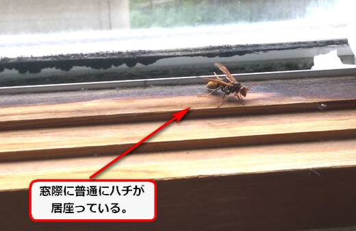 ハチ部屋の中