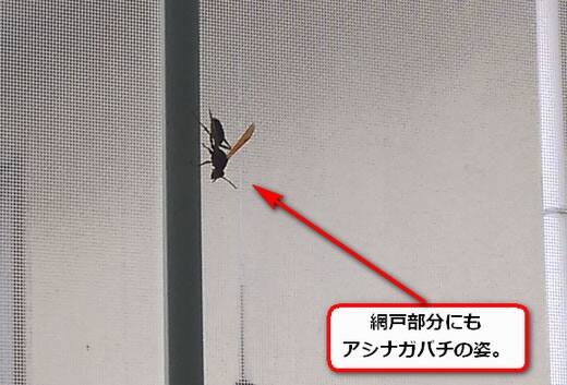 アシナガバチ室内