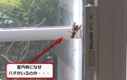 ハチ室内窓