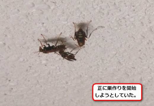 ハチ巣作り開始