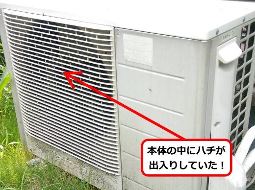 7月19日アシナガバチ