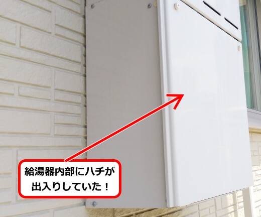 7月21日アシナガバチ