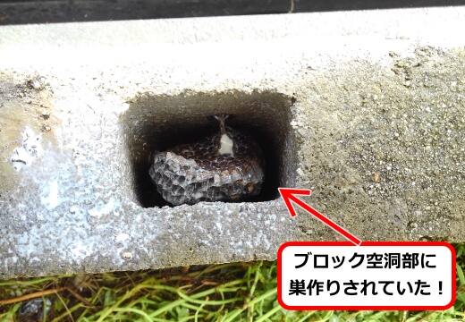 8月18日アシナガバチ