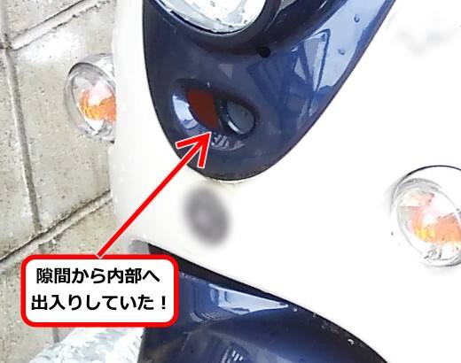 原付バイク蜂の巣