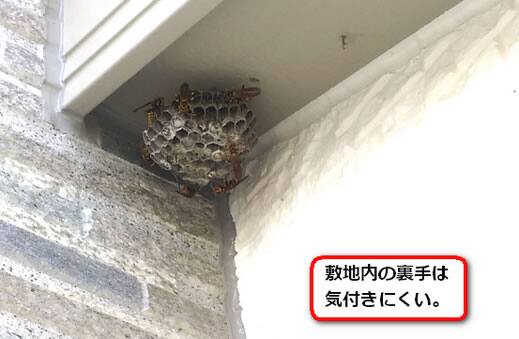 軒アシナガバチ巣