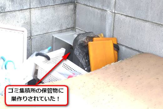 8月13日アシナガバチ