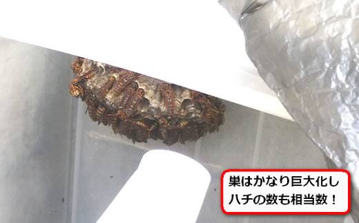 衣装ケース蜂の巣