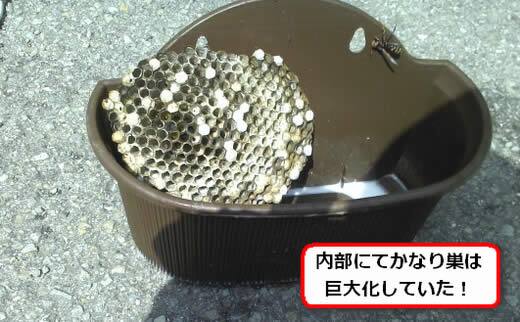 セグロアシナガバチの巣駆除