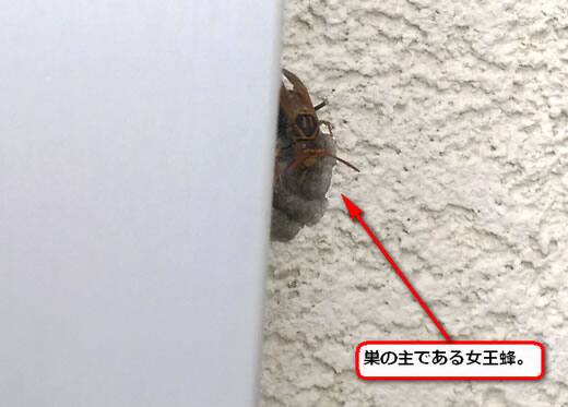 セグロアシナガバチの巣駆除