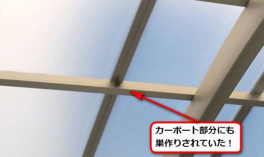 アシナガバチ駆除カーポート