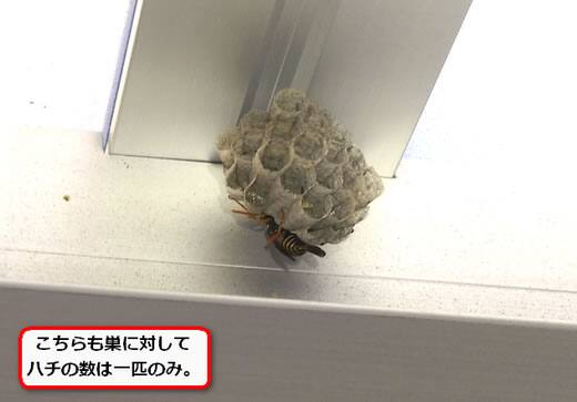 アシナガバチの巣駆除カーポート