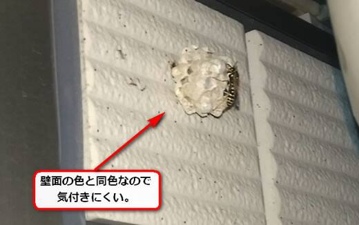 アシナガバチ巣壁面