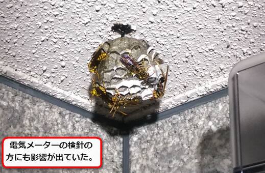 アシナガバチ巣車庫