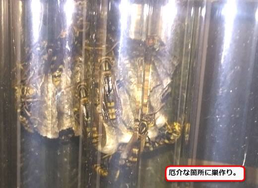 アシナガバチ巣トタン