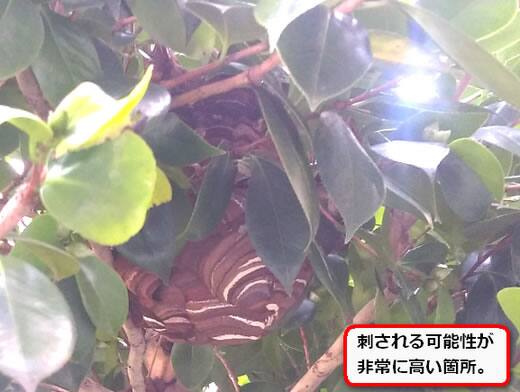 スズメバチ巣庭木
