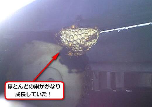 アシナガバチ駆除立体駐車場