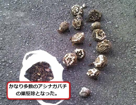 アシナガバチの巣駆除多数