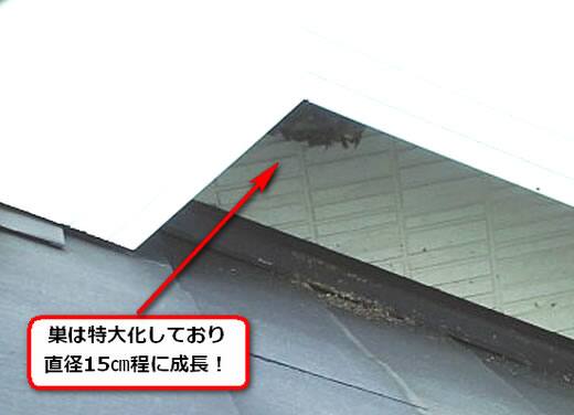 セグロアシナガバチの巣駆除
