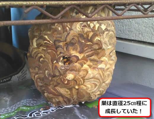 コガタスズメバチの巣駆除