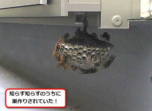 セグロアシナガバチの巣駆除