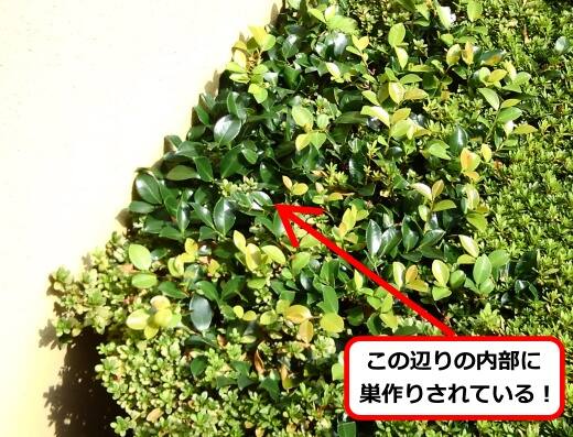 7月13日アシナガバチ