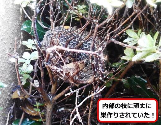 植え込みアシナガバチ巣