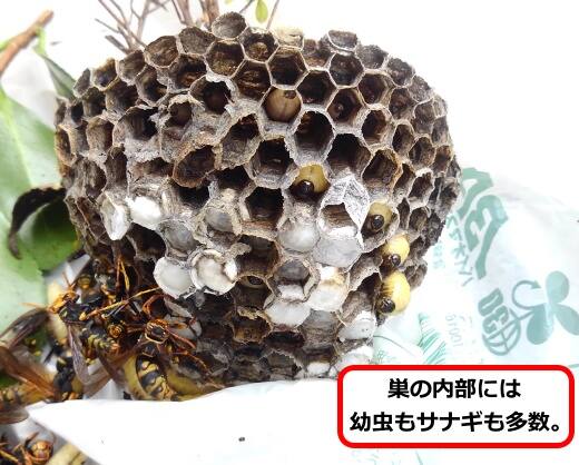 アシナガバチ巣内部