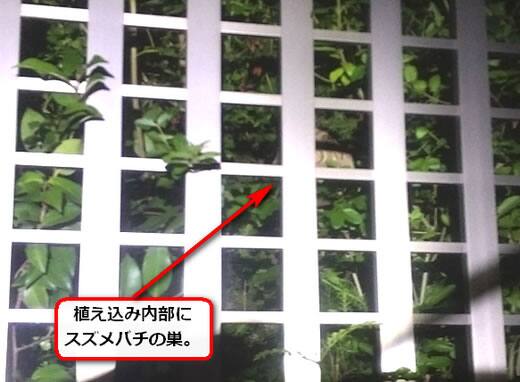 蜂の巣低木