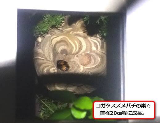 スズメバチ巣低木